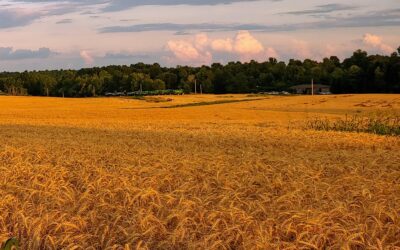 America: Wheat Fields and Cigarettes