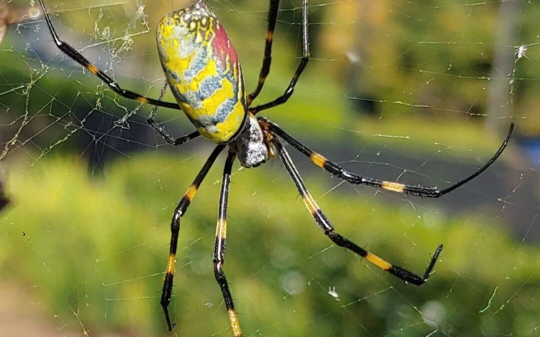 Georgia Man Celebrates Jorō Spider