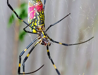 In the News: In Time for Halloween: Invasion of the Jorō Spiders. ‘You Mow the Grass, and You’re Just Covered in Webs.’