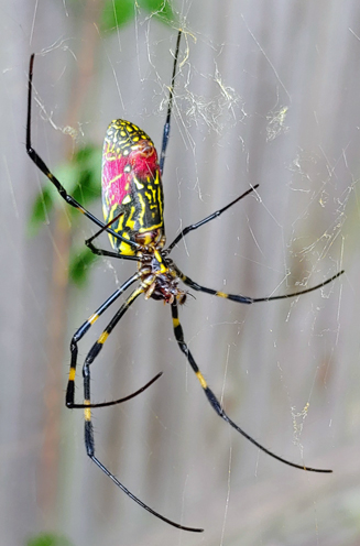 In the News: In Time for Halloween: Invasion of the Jorō Spiders. ‘You Mow the Grass, and You’re Just Covered in Webs.’